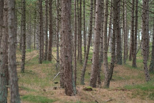 Foto profissional grátis de Dinamarca, floresta