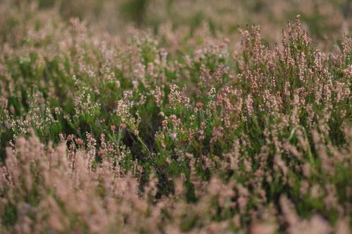 Free Vibrant blooming heather field captured in Røm, Denmark, showcasing natural beauty and growth. Stock Photo