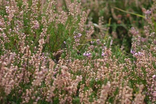 Foto profissional grátis de área, campo de feno, flora