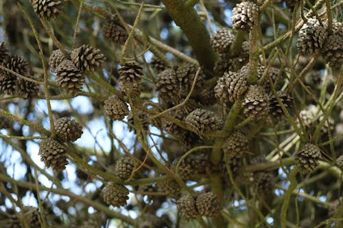 Cones on Tree