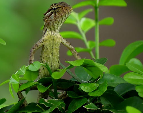 Close-up Photography of Gray Lizard Standing on Green Leafed Plant