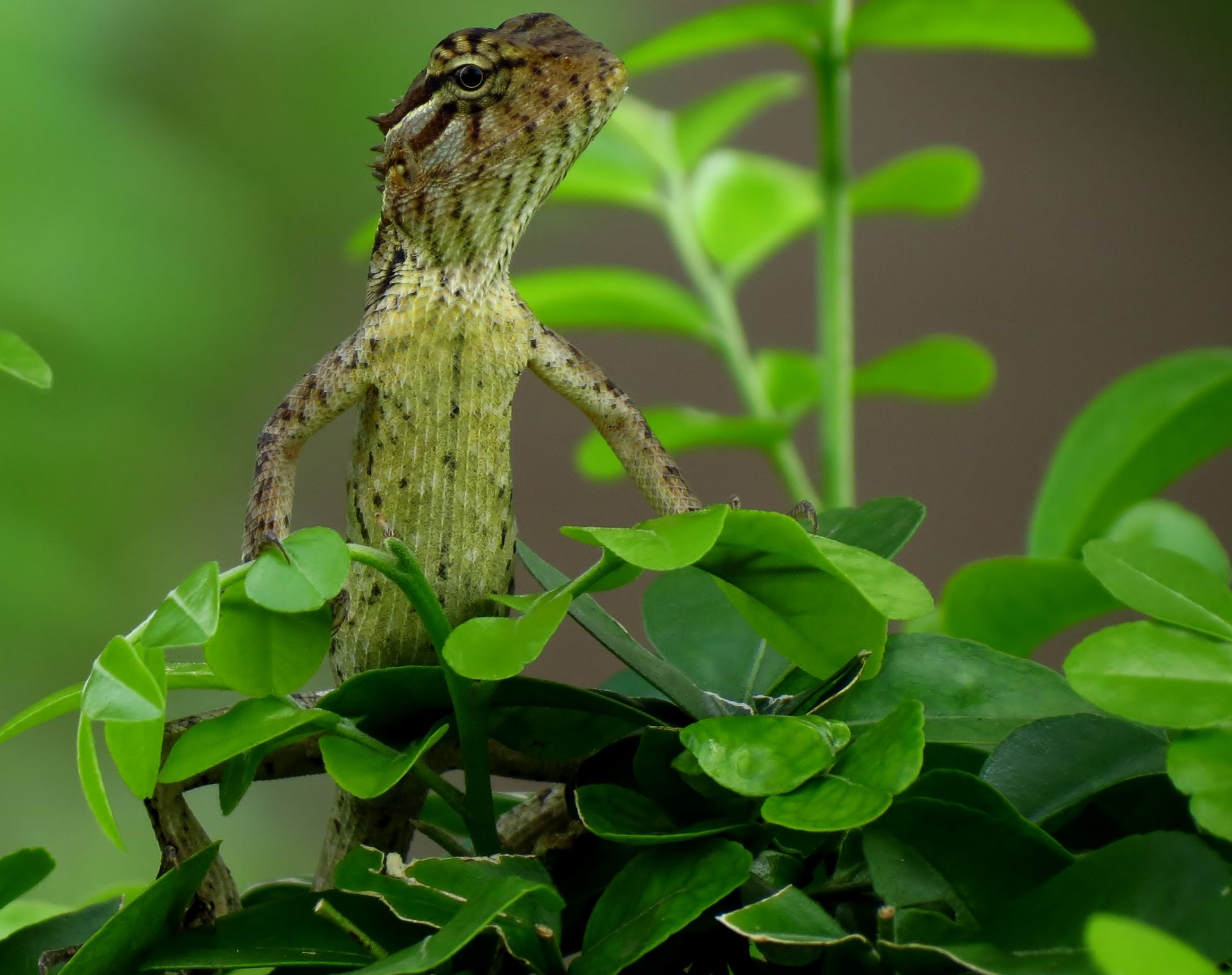 Close-up Photography of Gray Lizard Standing on Green Leafed Plant