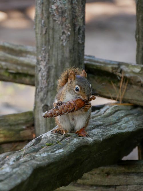 Close up of Squirrel Holding Cone