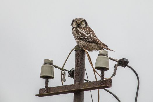 A small owl perched on top of a power pole