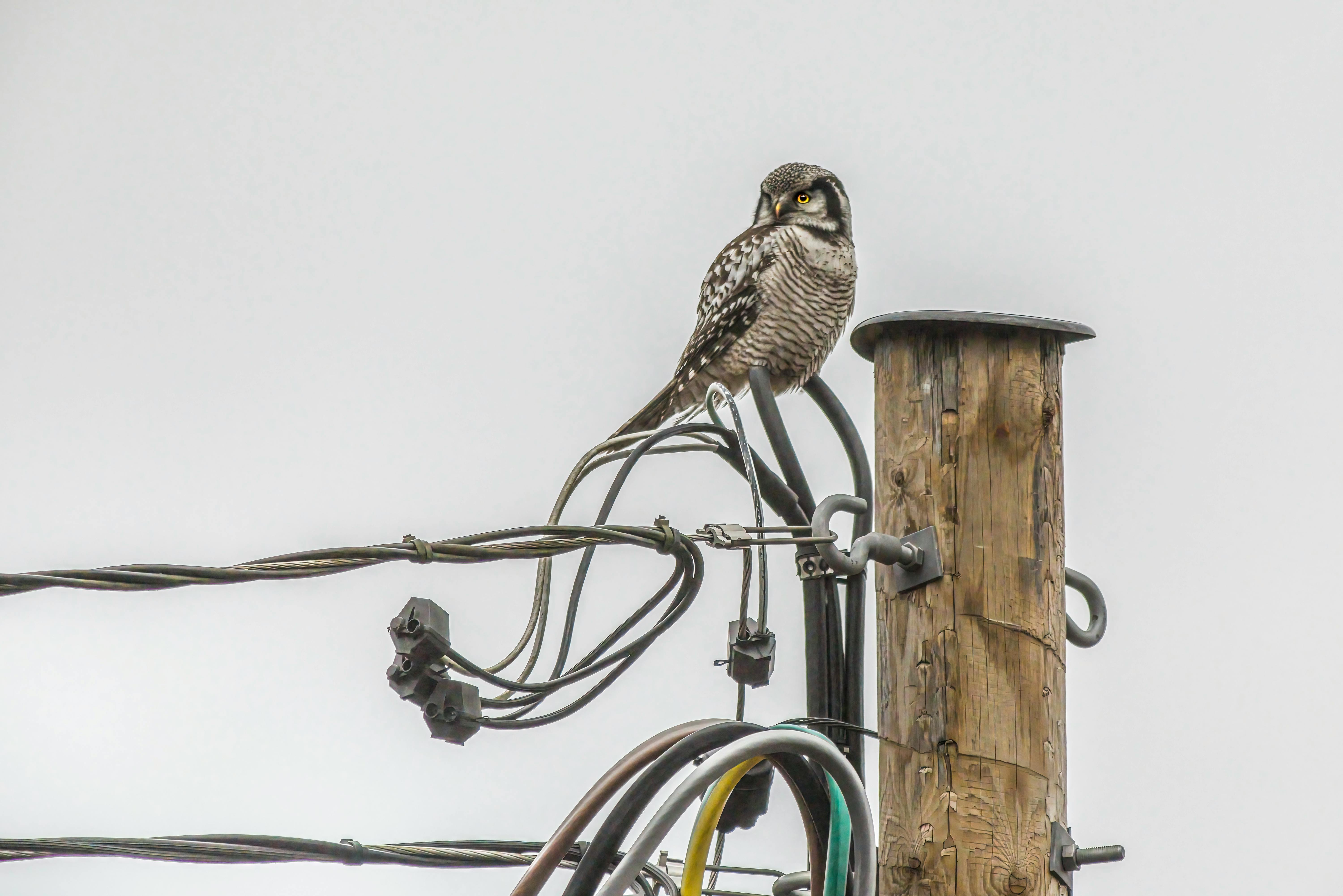 a small bird perched on top of a power pole