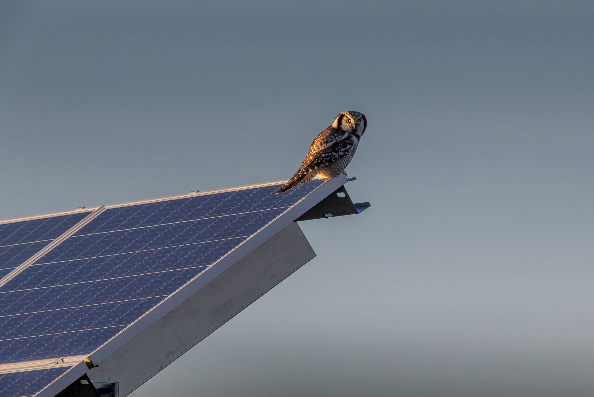 A Northern Hawk-Owl perched on a solar panel against a twilight sky, blending technology and nature.
