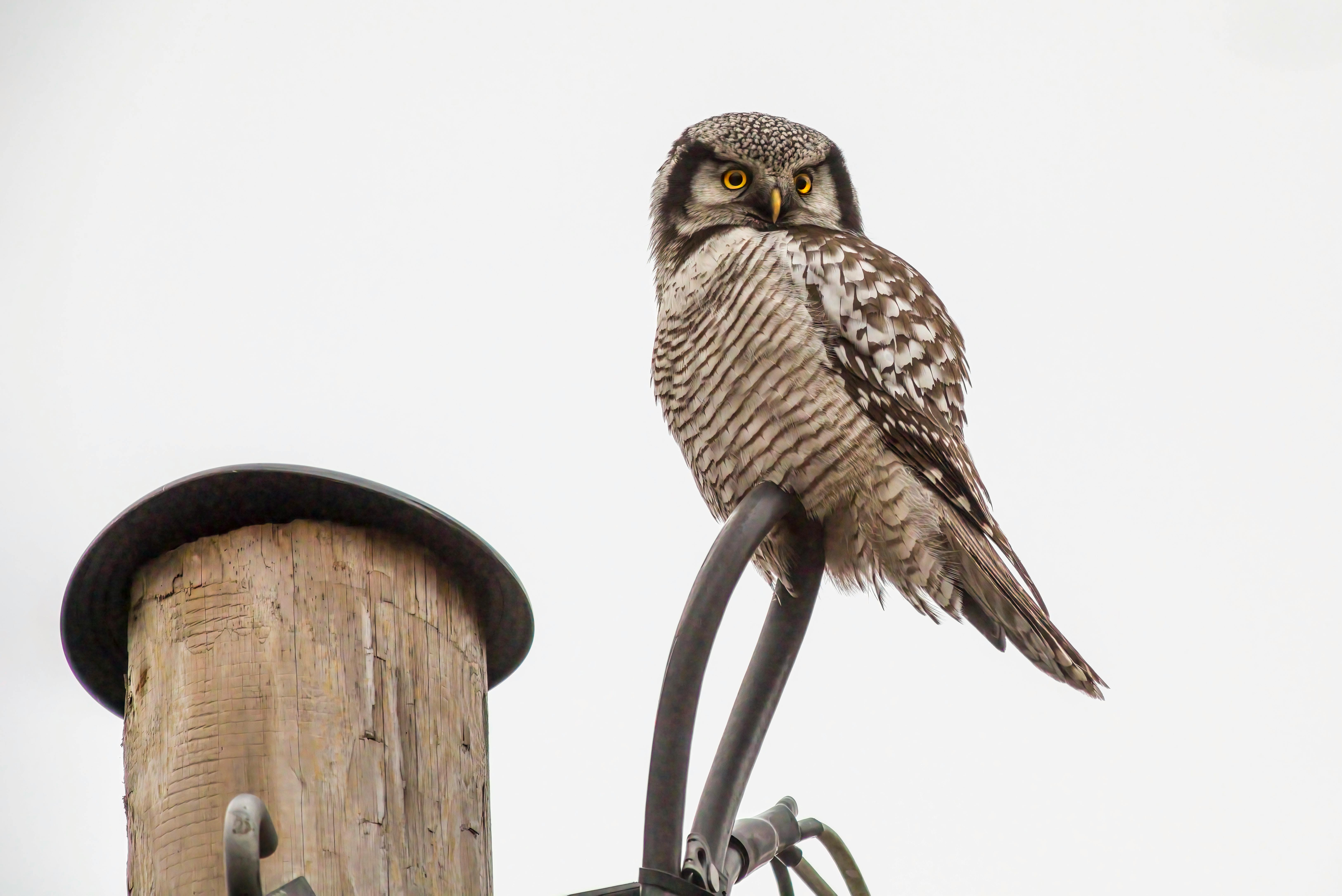 a small owl perched on top of a pole