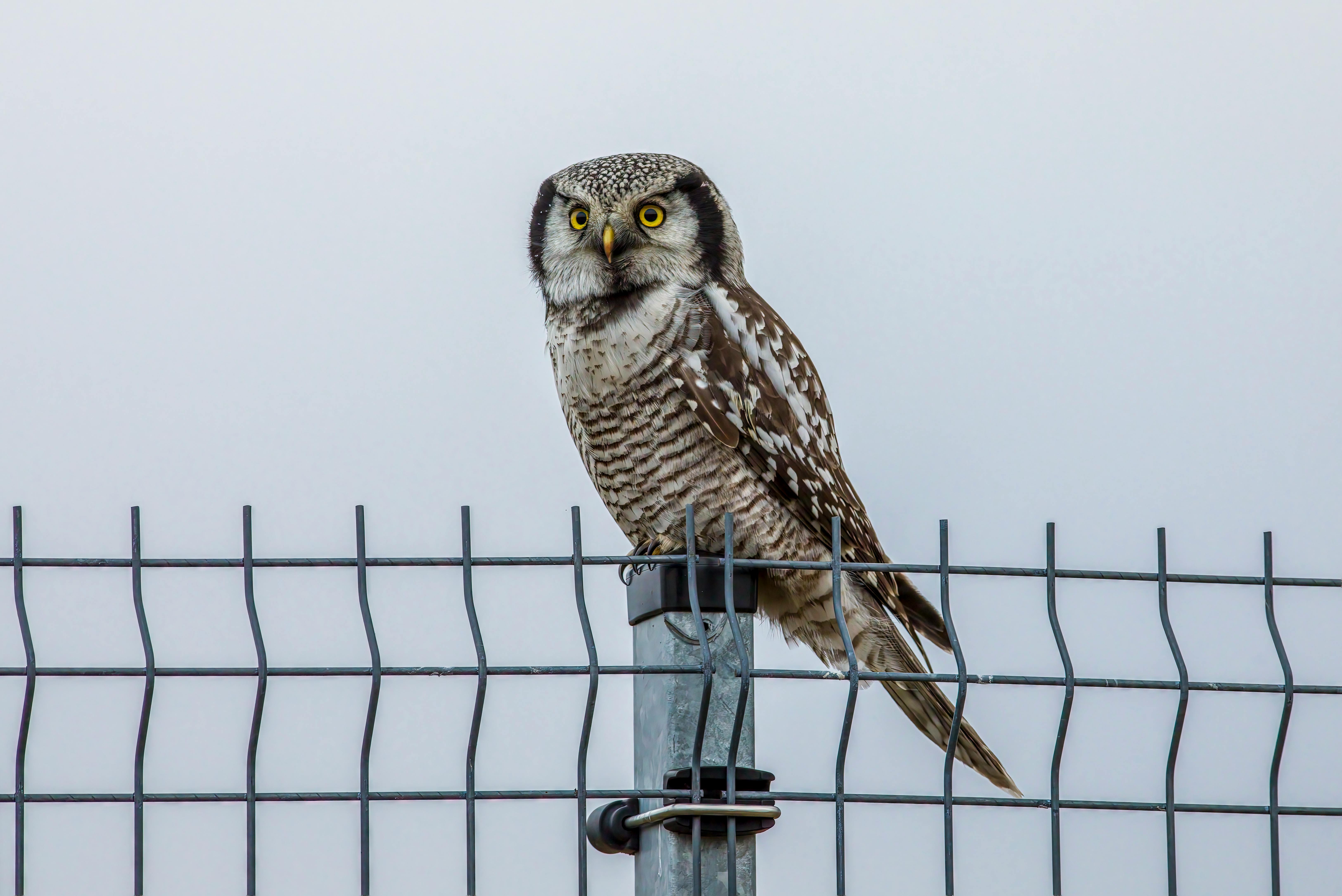 a small owl perched on top of a fence