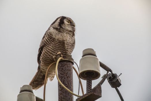 A bird perched on top of a pole with wires