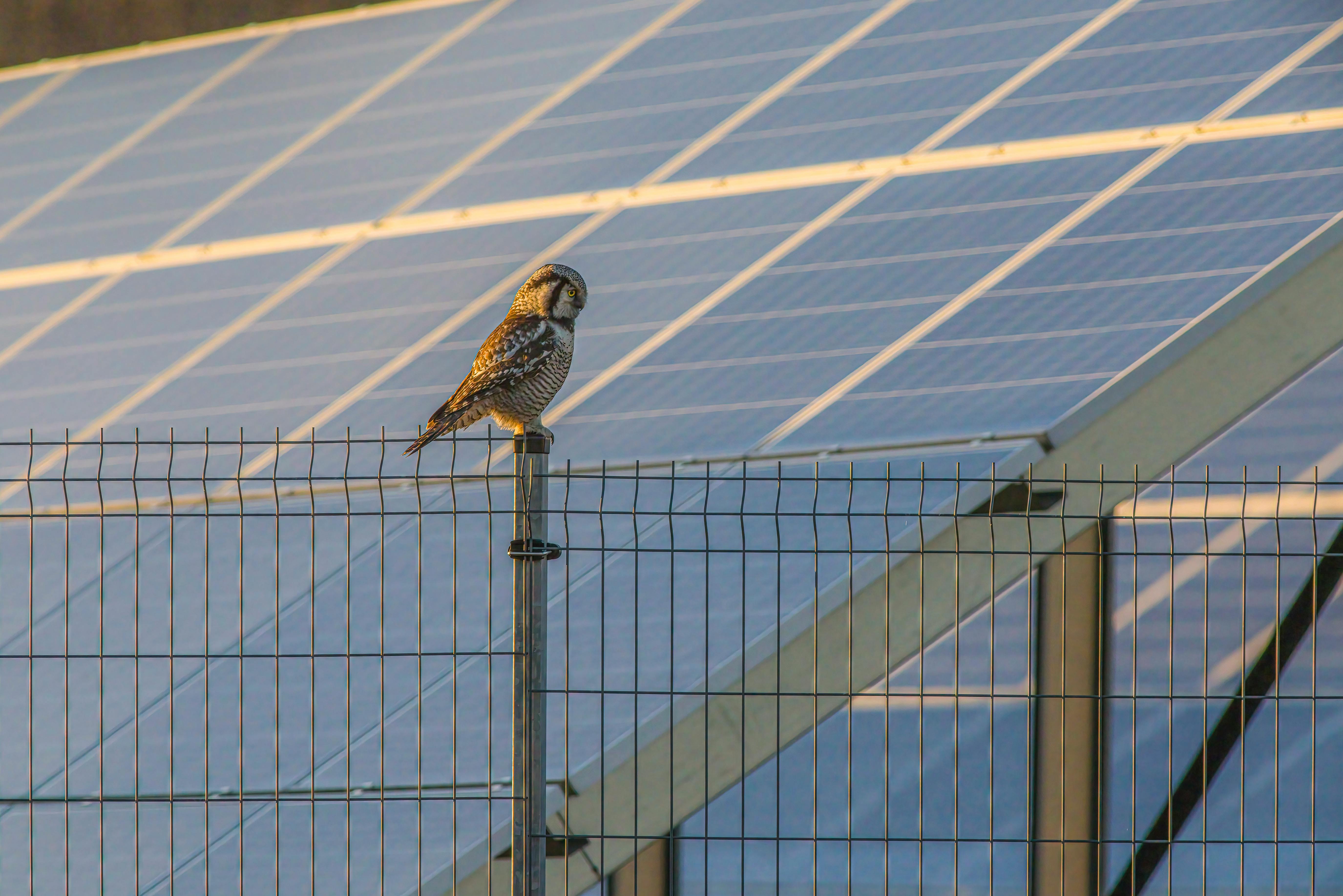 TaiyangNews Solar Technology Trends Report Maps Charts the Future of Solar PV — Photo by Erik Karits on Pexels