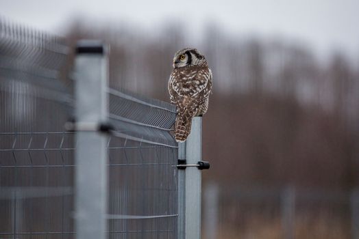 A small owl perched on a fence
