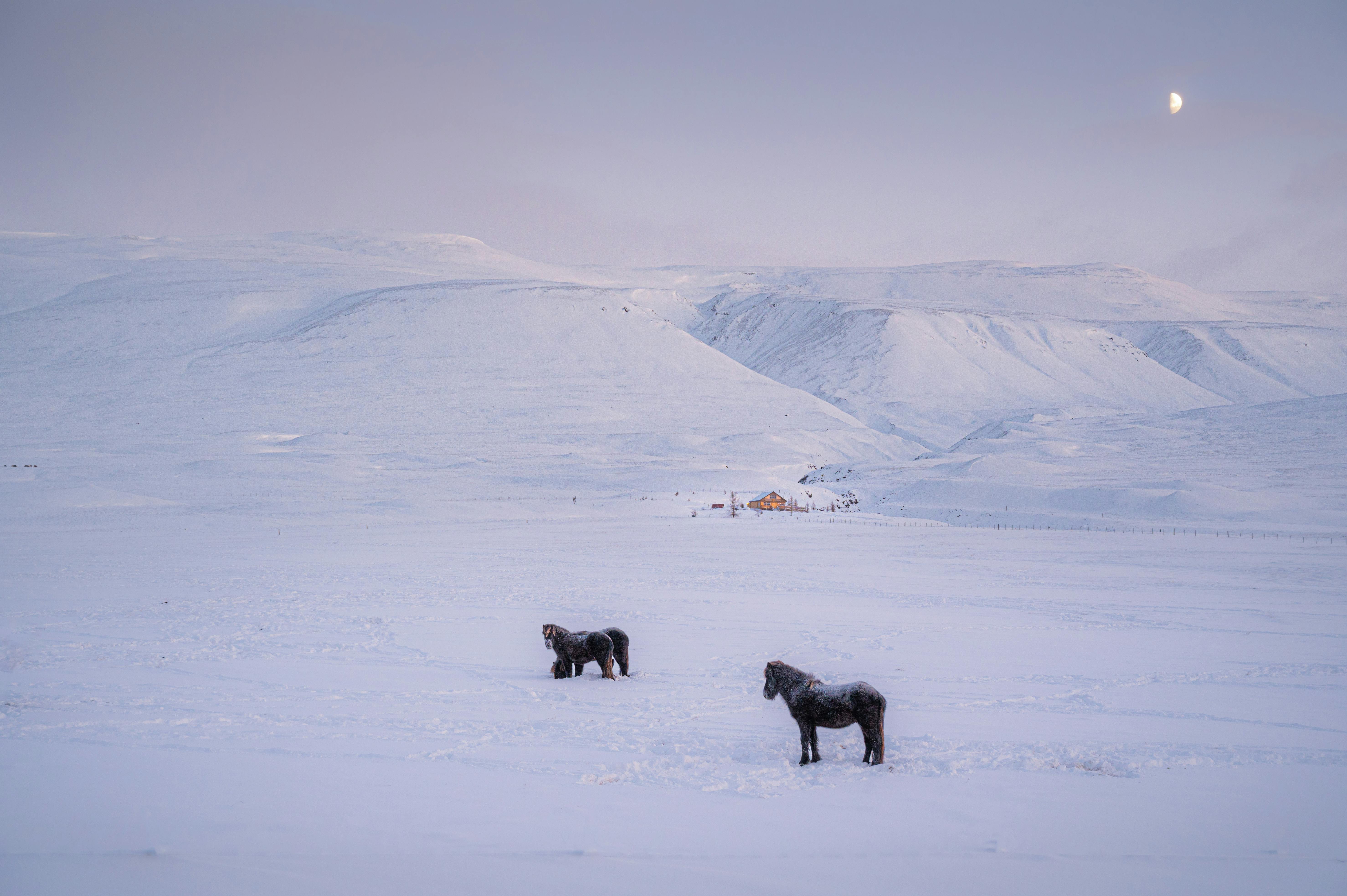 Two Icelandic horses stand in a vast snowy landscape under a crescent moon.