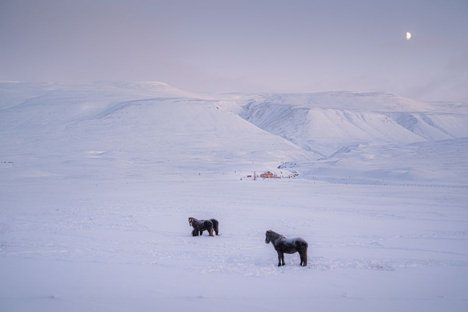 Two Icelandic horses stand in a vast snowy landscape under a crescent moon.