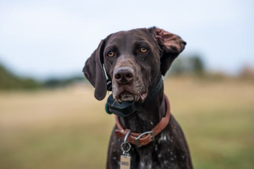 Dog with ID collar for pet safety