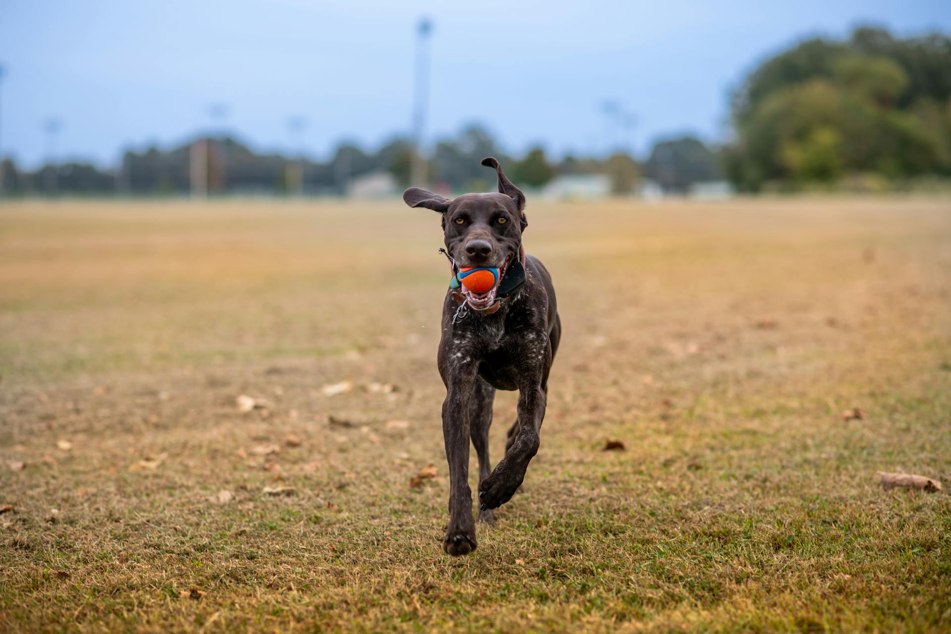 Dog Running with Ball