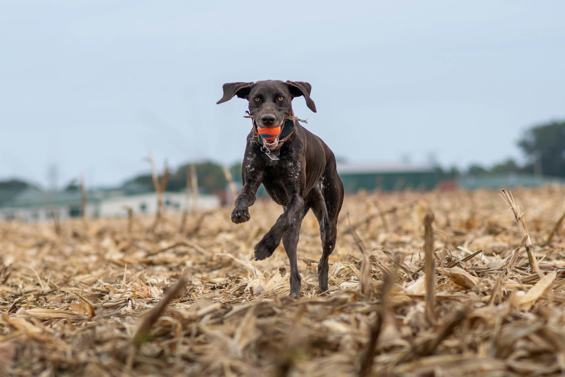 German Shorthaired Pointer Running with a Ball on a Field