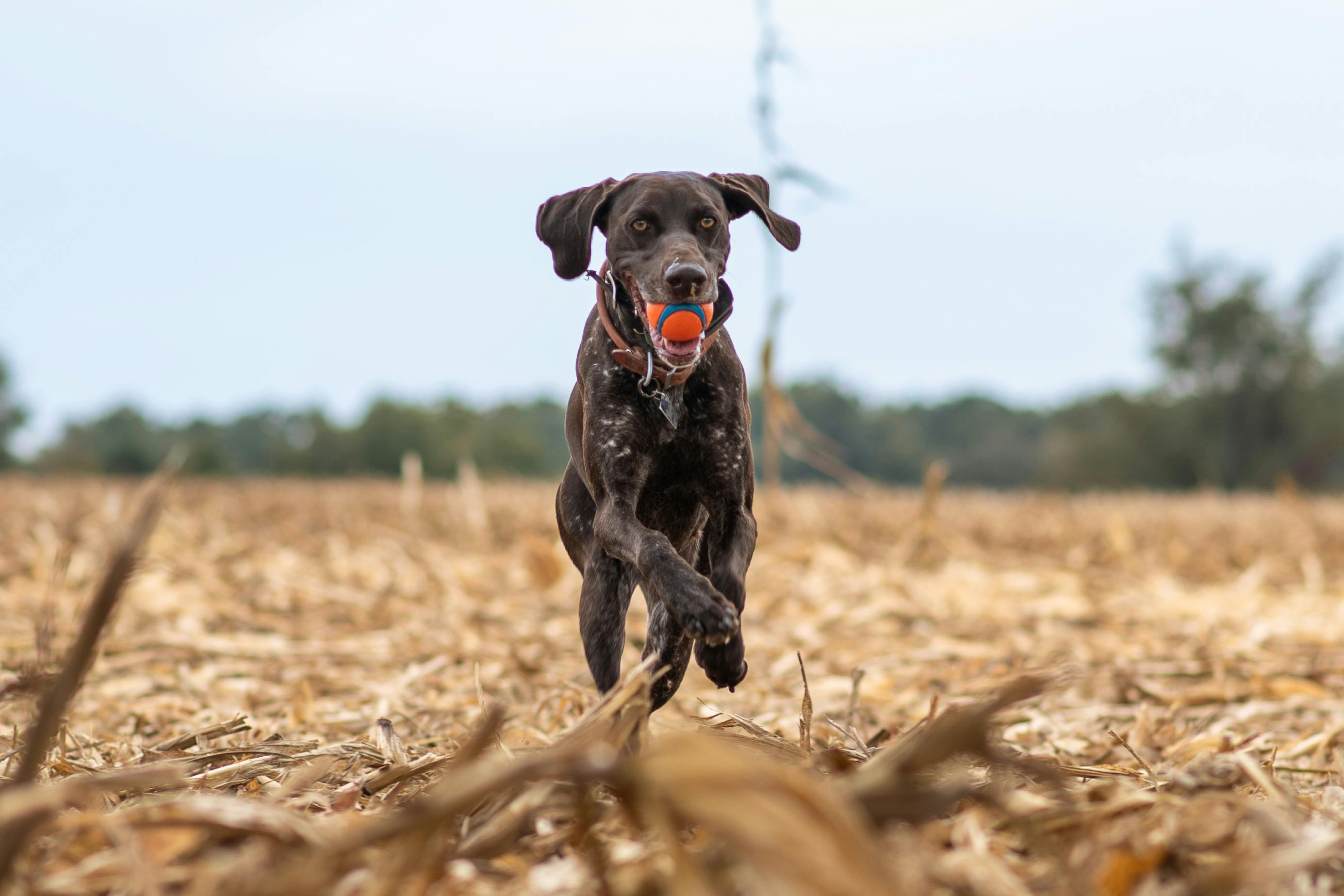 German shorthaired pointer store running