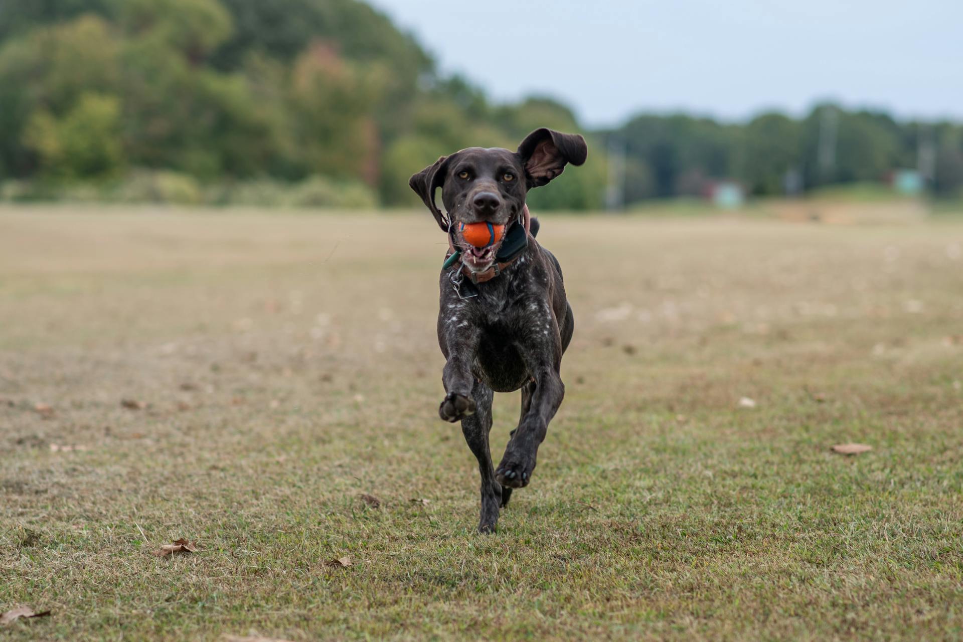 Un pointer allemand à poils courts qui court avec une balle dans la bouche