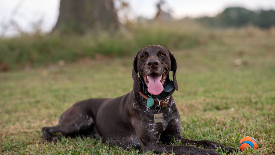 Hypoallergenic Hunting and Sporting Dog Breeds