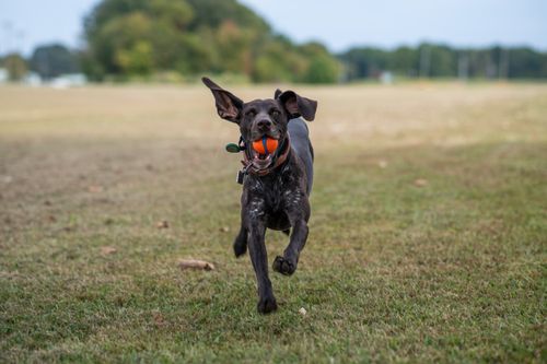 Free Energetic dog running with orange ball in grassy park during daytime. Stock Photo