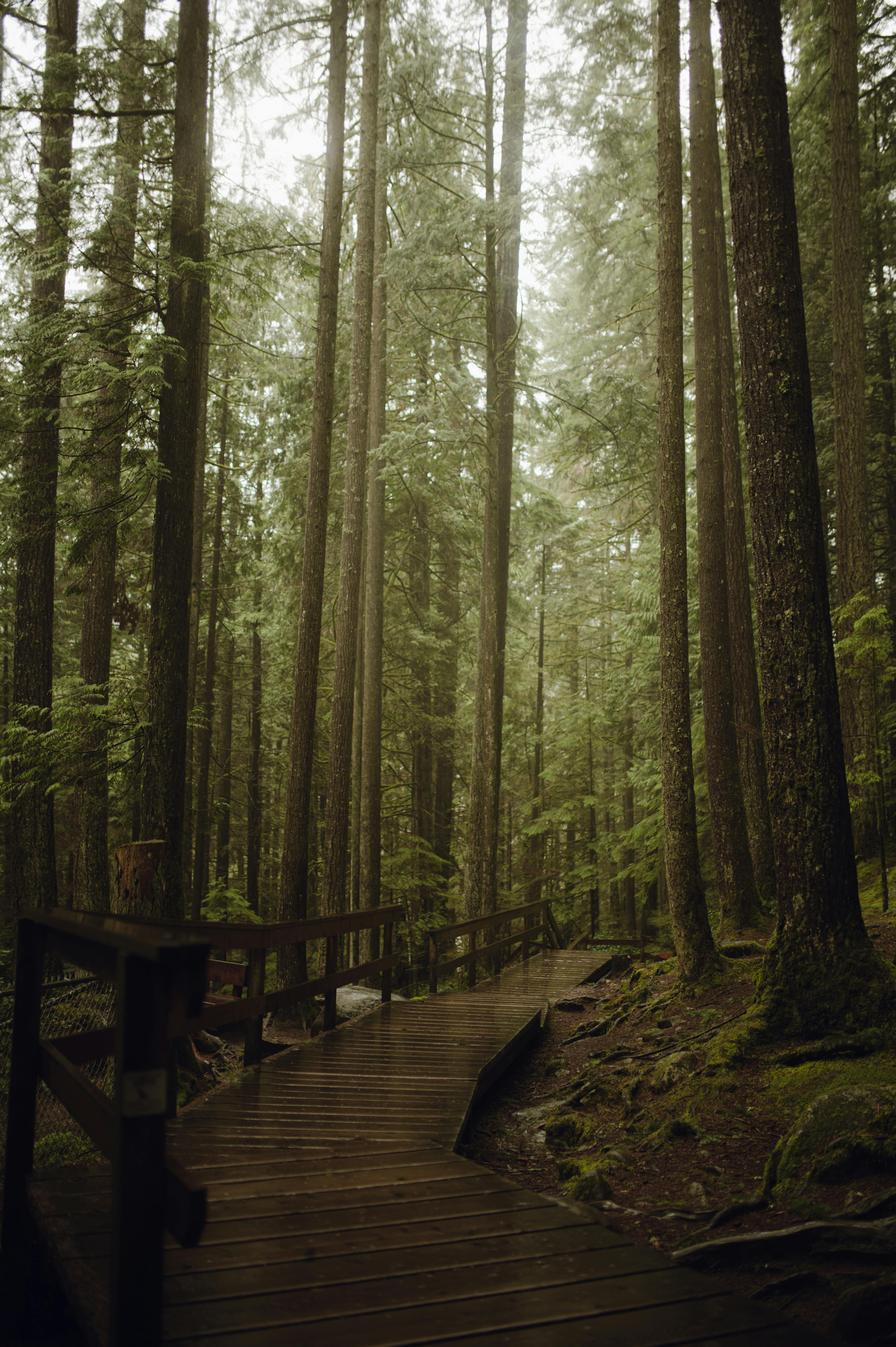 A tranquil wooden boardwalk winds through a lush, towering forest, creating a serene nature escape.