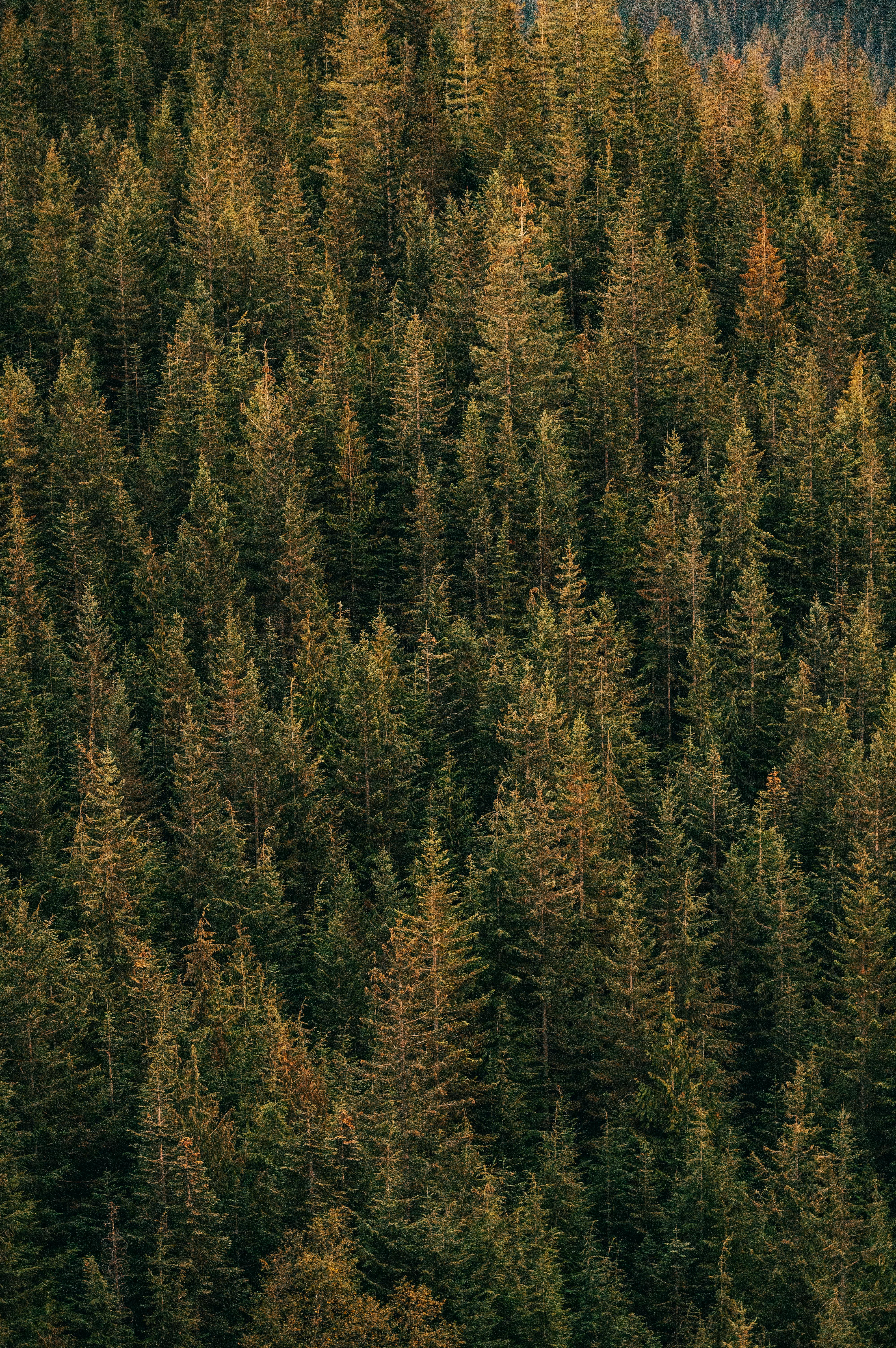 Dense coniferous forest with vibrant green foliage captured in vertical orientation.