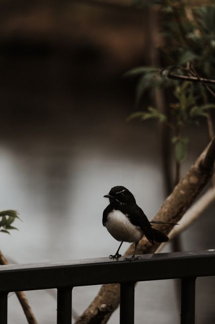 A willie wagtail bird perches on a railing amidst blurred natural surroundings, embodying wildlife serenity.