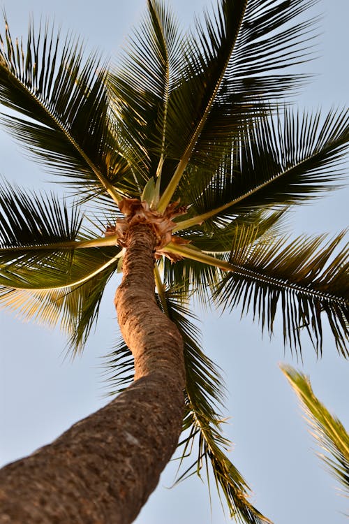 Palm Tree in Summer