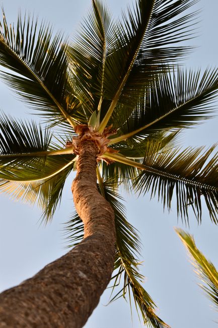 A dramatic upward view of a palm tree against a clear summer sky, highlighting its vibrant fronds.