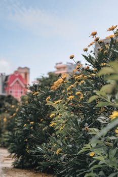 Yellow flowers blooming in an urban garden, with colorful buildings in the background.