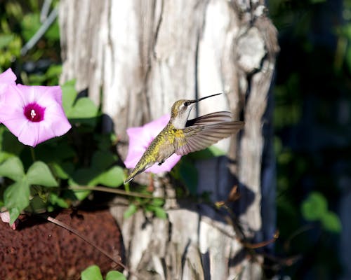 Foto d'estoc gratuïta de au, colibrí, flor
