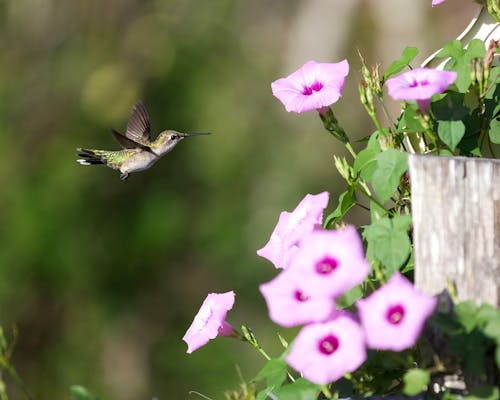 Hummingbird Flying toward Pink Blooming Flowers