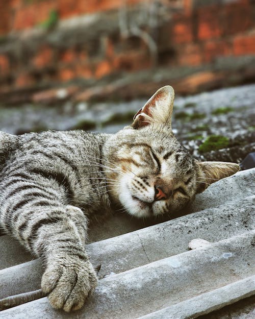 Little Cat Sleeping on Stairs 