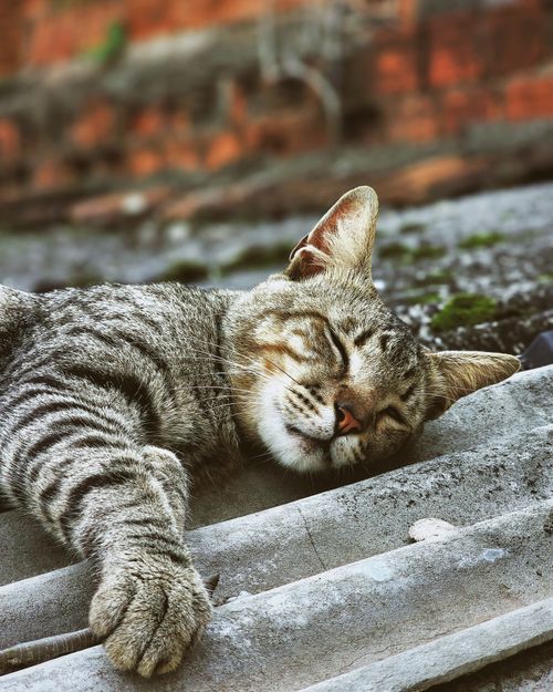 Free A tabby cat peacefully sleeping on a rooftop, capturing a moment of calm in an urban setting. Stock Photo