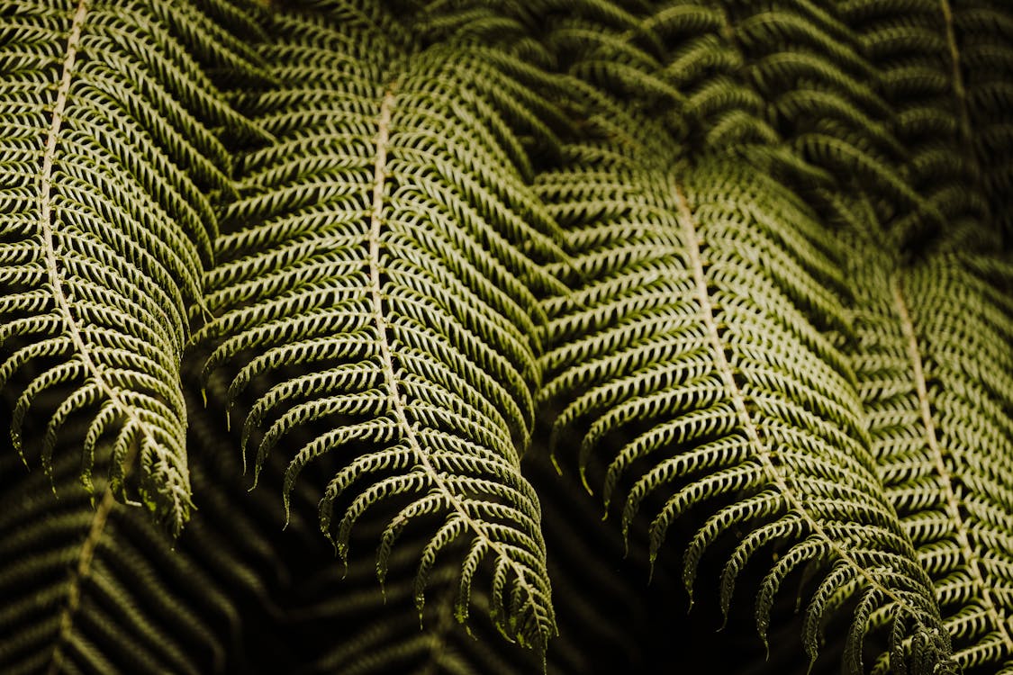 Green Fern Leaves