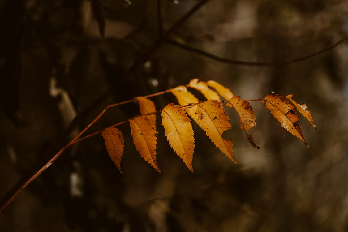 Autumnal Branch with Leaves