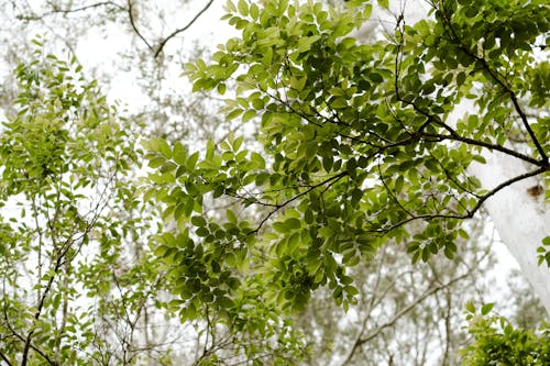 Leaves on Tree in Forest