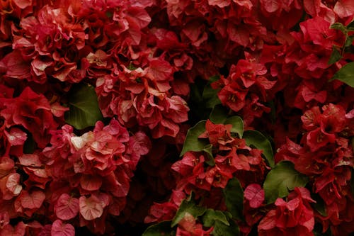 Red Hortensia Flowers in Garden