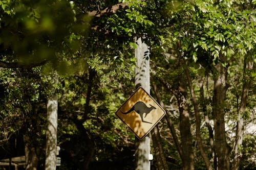 A sign that says kangaroo crossing in the woods