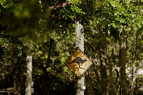 Free A kangaroo crossing sign amidst a vibrant green forest, capturing Australian wildlife awareness. Stock Photo