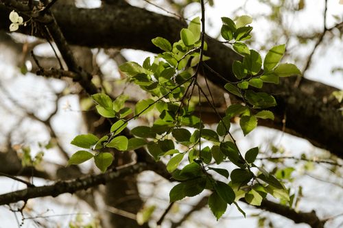 Free Close-up of fresh green leaves on a tree branch, indicating spring growth outdoors. Stock Photo
