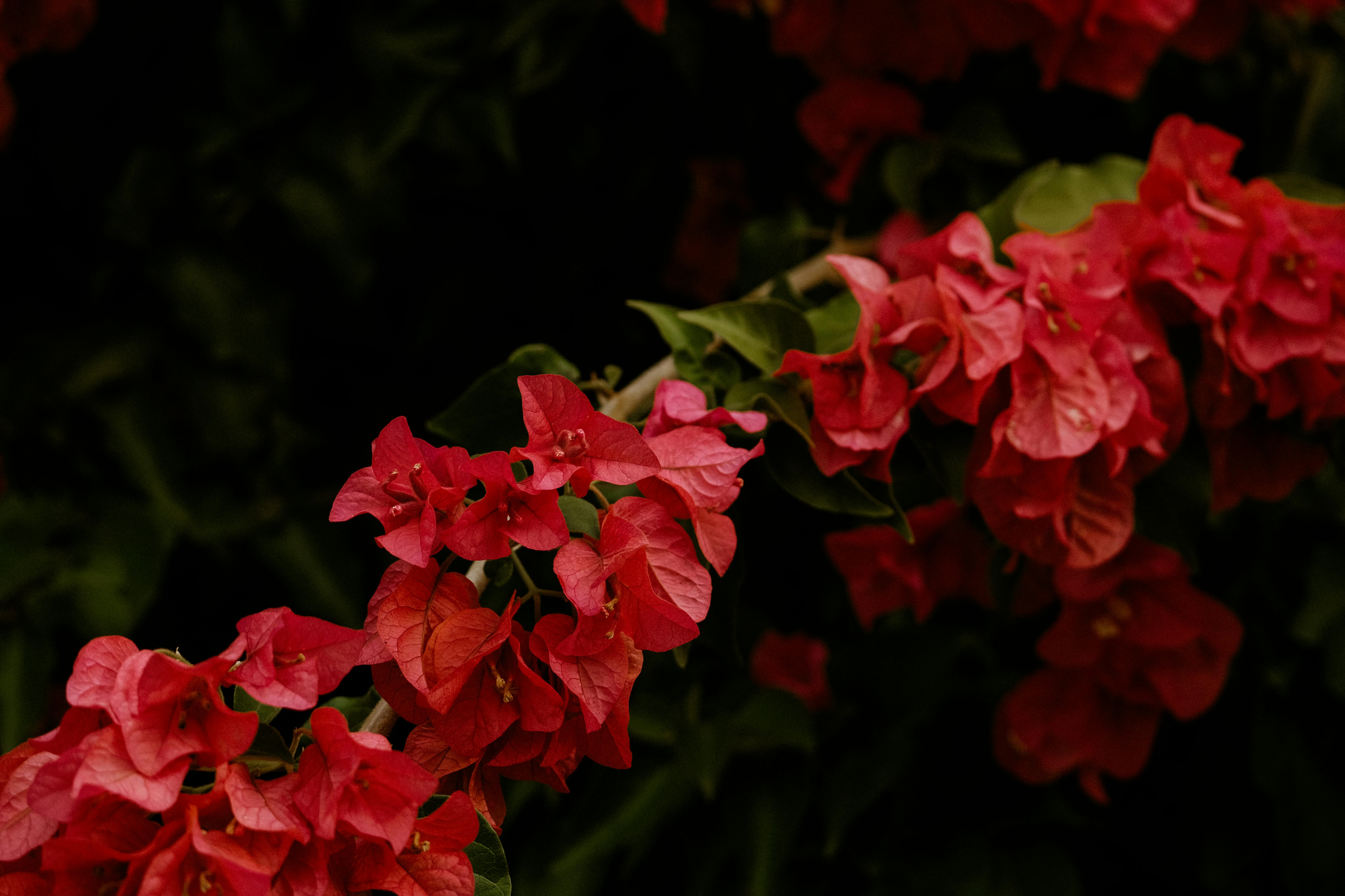 Stunning close-up of red bougainvillea flowers against lush dark foliage, showcasing nature's beauty.