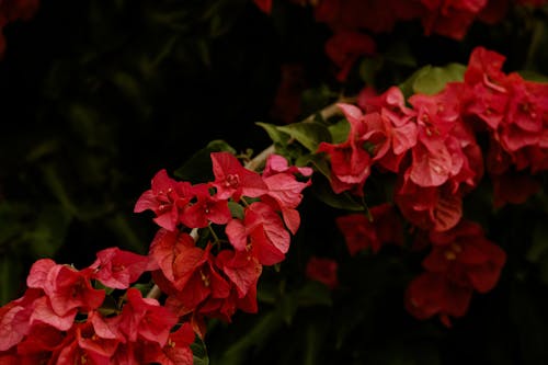 Lesser Bougainvillea Red Flowers