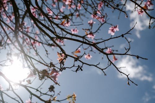 꽃, 꽃이 만개한, 봄의 무료 스톡 사진