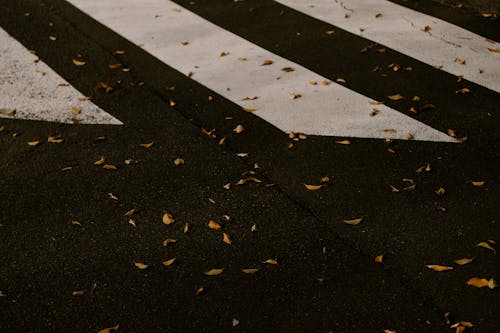 Autumn Leaves on Asphalt Street