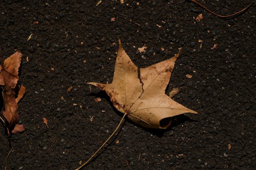 Autumn Maple Leaf on Ground
