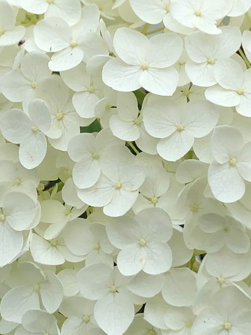 Close up of White Petals