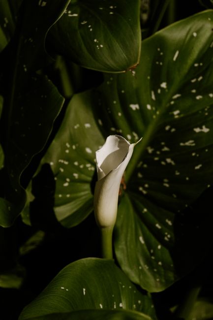 A close-up of a white calla lily surrounded by lush green leaves highlights nature's delicate beauty.