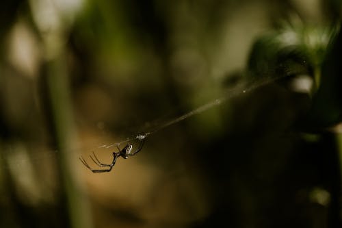 クモ, セレクティブフォーカス, トラップの無料の写真素材