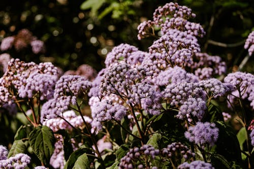 คลังภาพถ่ายฟรี ของ buddleja davidii, ดอกไม้, ธรรมชาติ